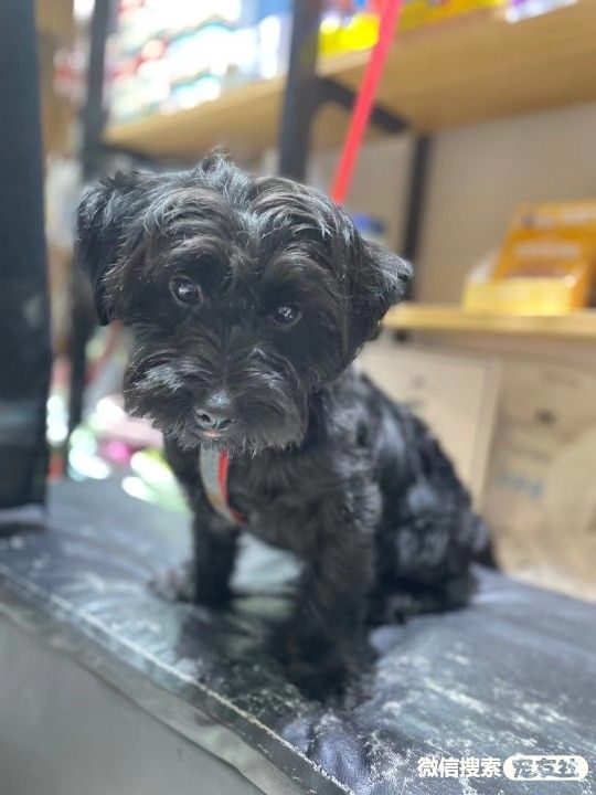 宠物领养、全国宠物*养送**、押金无偿免费领养 20220720