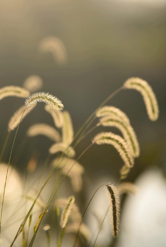 没有谁天生要强下一句,没有谁天生强势完整版
