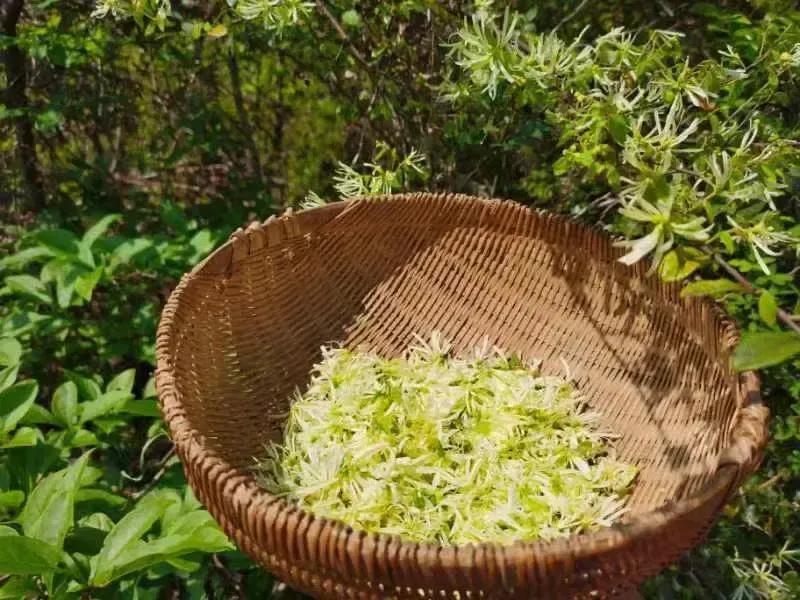 煞重命局身弱的人命运,煞重身轻的意思