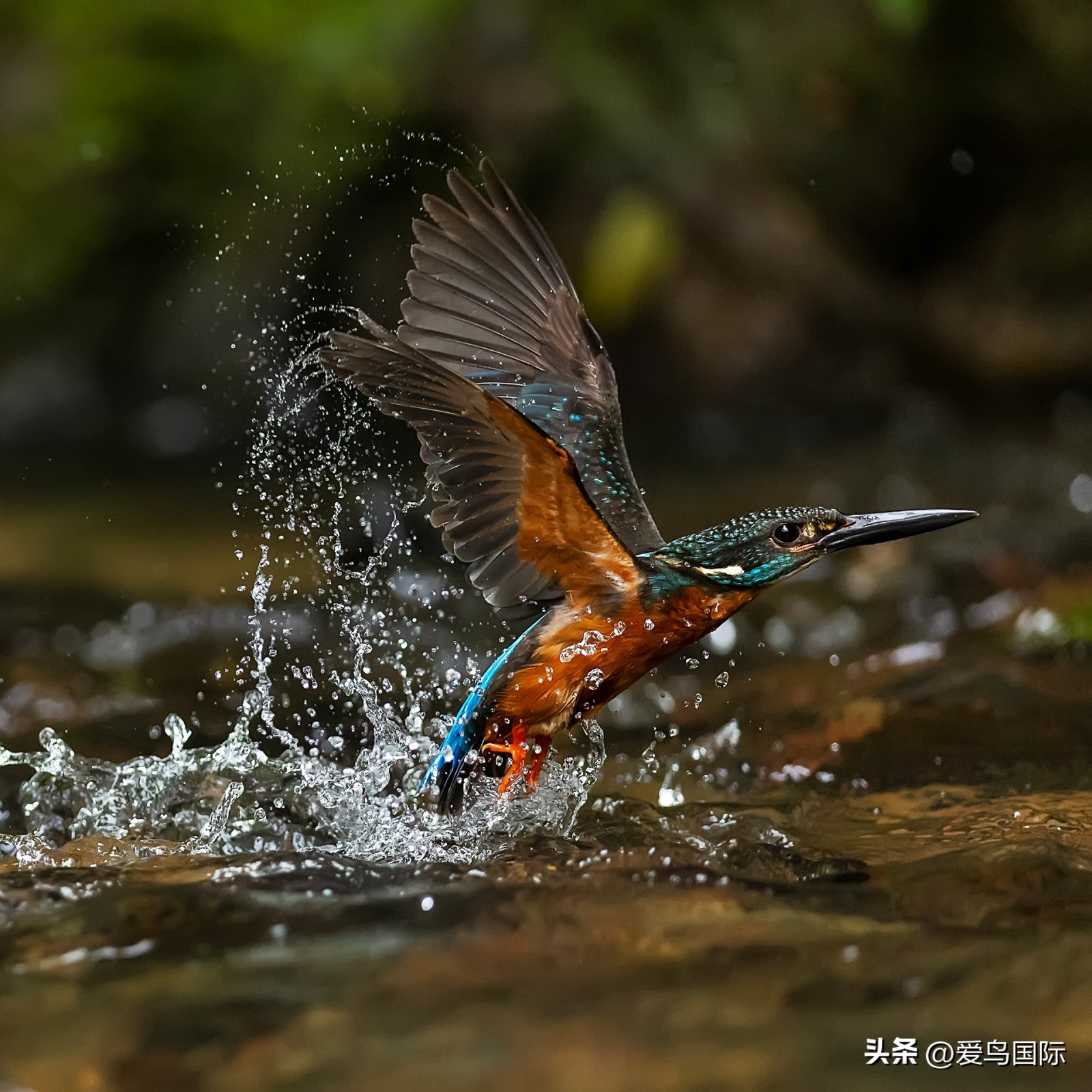 2024观鸟大年,观鸟大年介绍