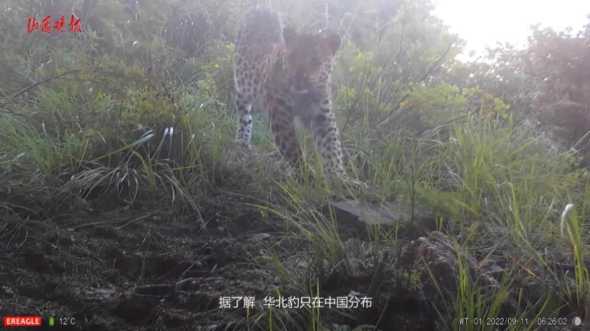 山西临汾拍到三只野生华北豹同框,山西五台山拍到华北豹