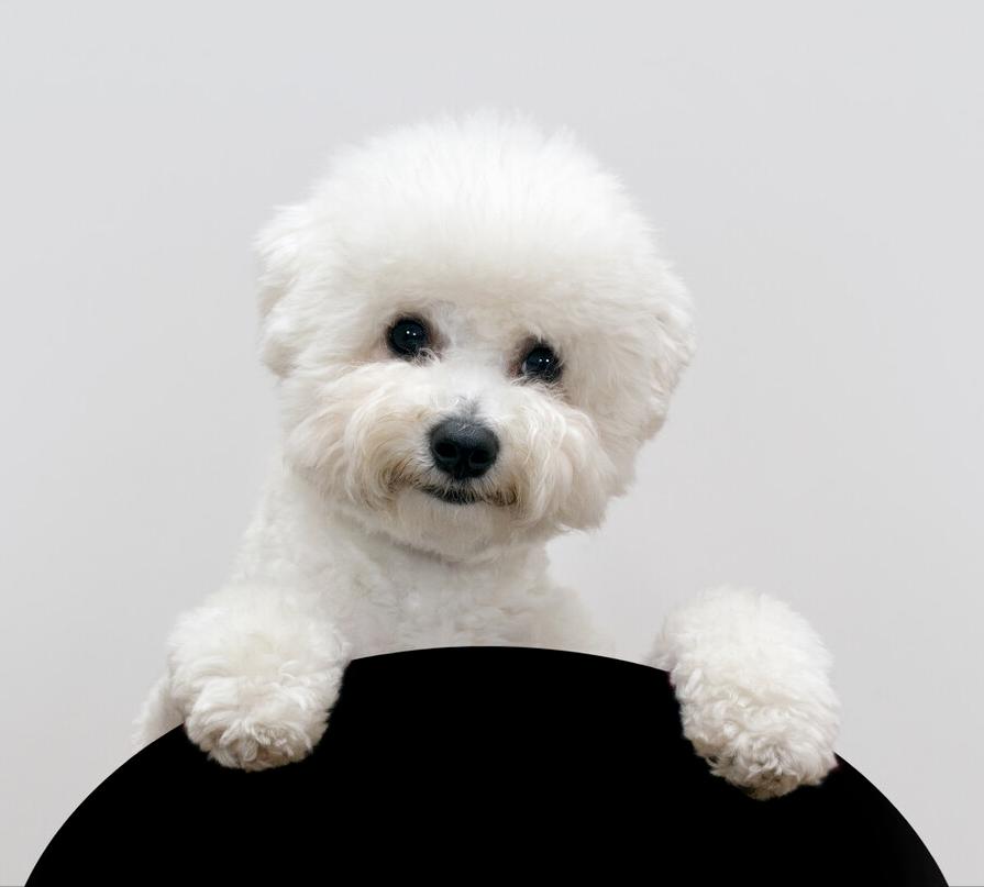 狗狗智商排行榜你家狗狗排第几,什么品种的狗狗智商排名最高