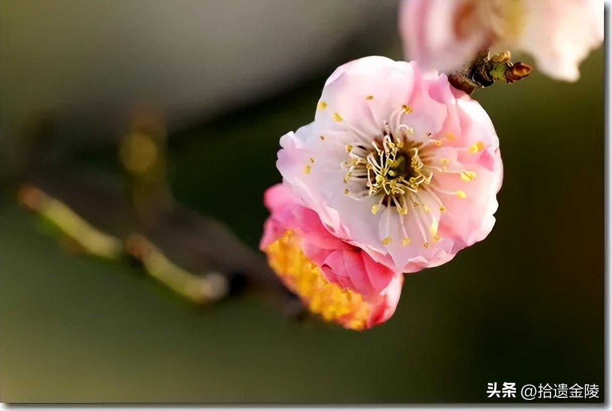 南京红梅花价格,南京的梅花是什么样的