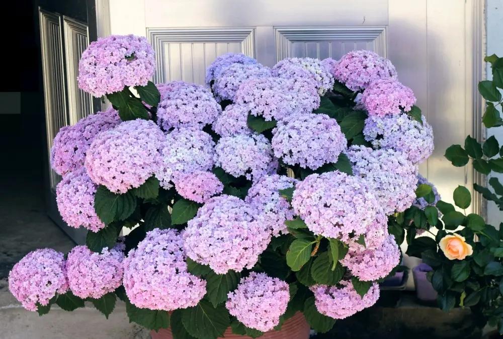 5种花不怕旱就怕涝,抽水机总是显示缺水漏水什么原因