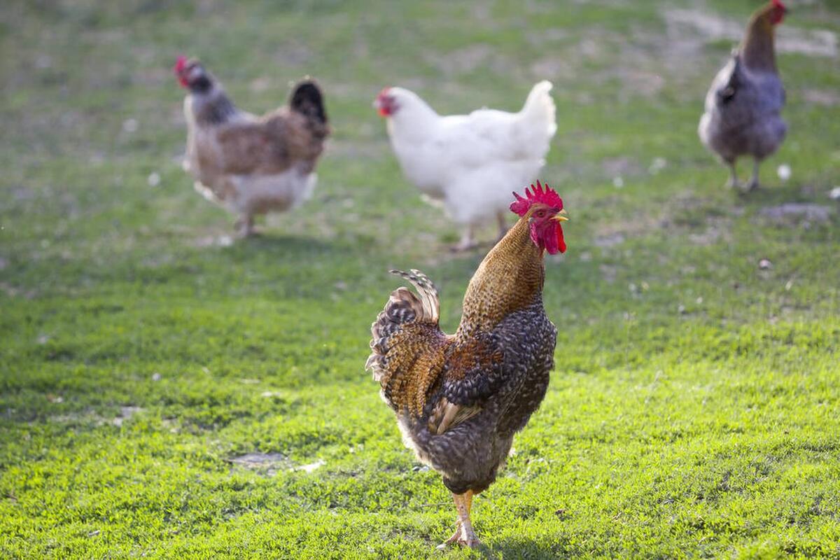 养鸡需要注意的天气问题,春季养鸡注意六大方面