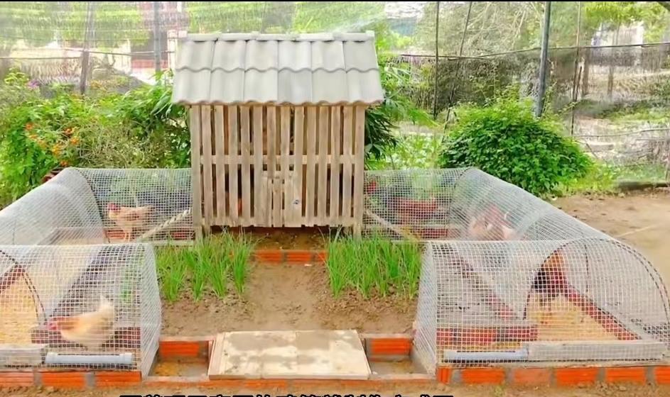 小哥把竹子编织成长方形鸡笼,小哥建造鸡舍