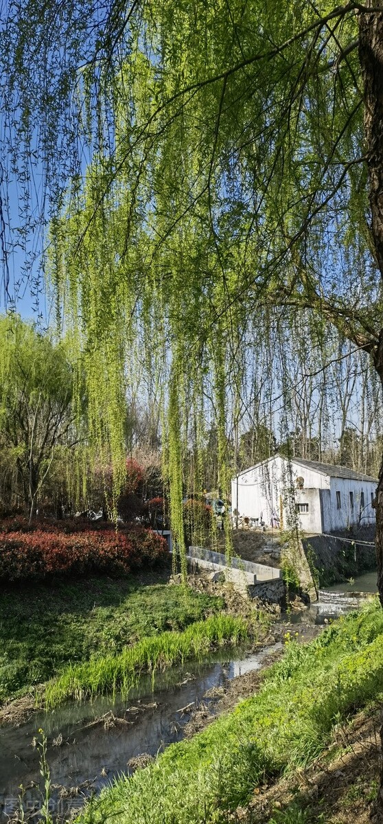 风吹杨柳万千条选段,风吹杨柳万千条指什么生肖