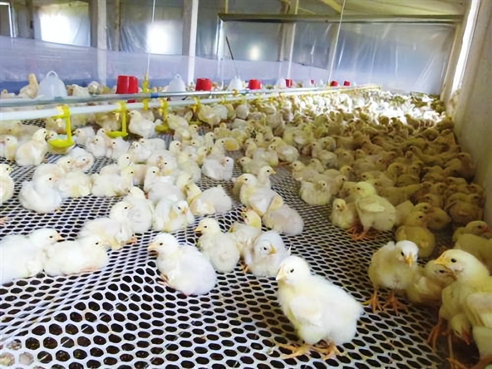 鸡不吃食的治疗方法,鸡不吃食有哪几种病情