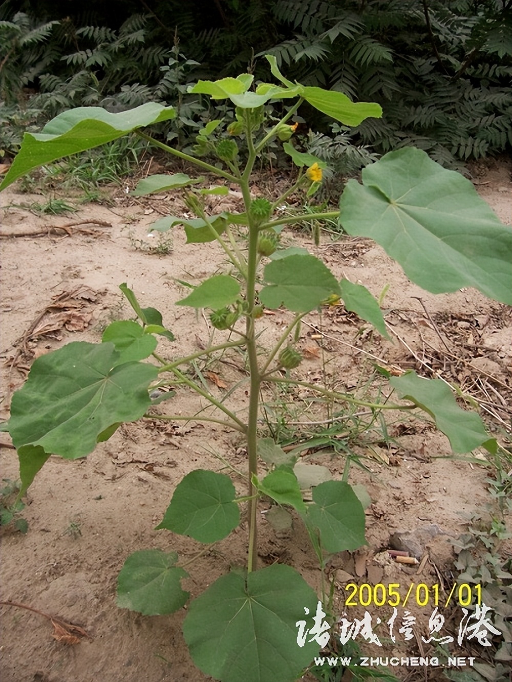 冠县常见野生保护植物,诸城野生动物排名