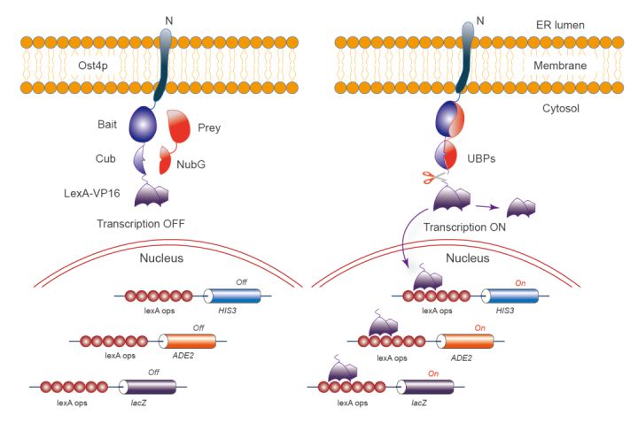 酵母双向杂交,酵母杂交流程