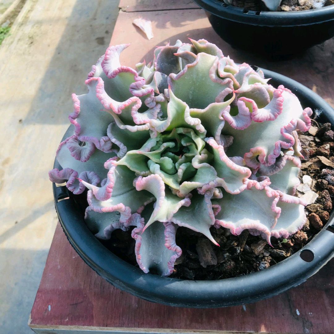 夏季养多肉注意点,夏季养多肉会生虫