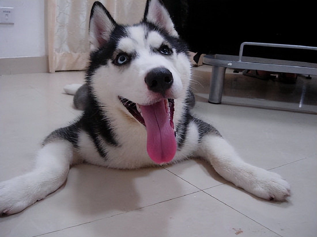 萨摩耶犬和哈士奇犬哪个狗狗更好,萨摩耶犬和哈士奇哪个比较好养