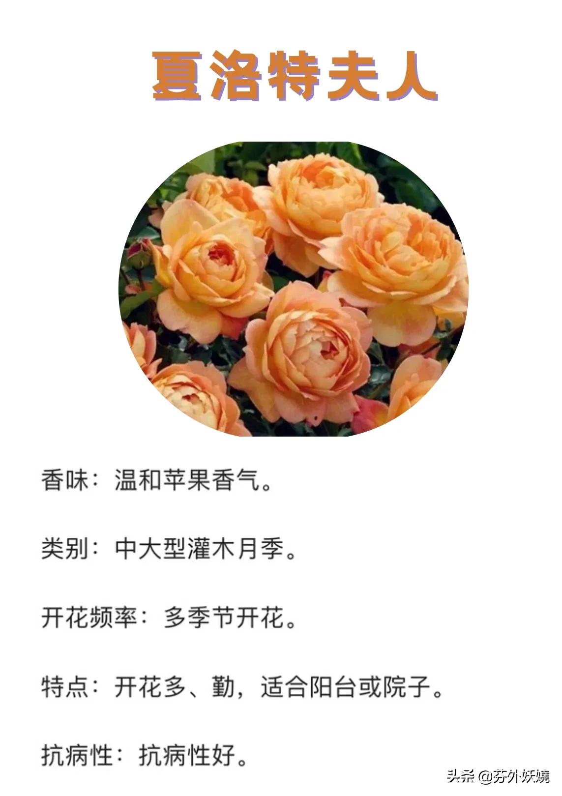 18棵月季花,月季花抗病能力强又有香味的品种