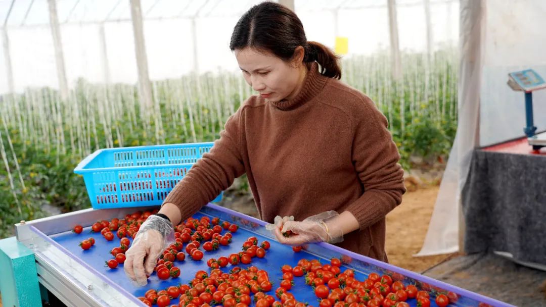 浼犳壙绾㈣壊鏍硅剦鍏卞缓骞哥瀹跺洯,鎼烘墜鍏卞缓绾㈣壊瀹跺洯