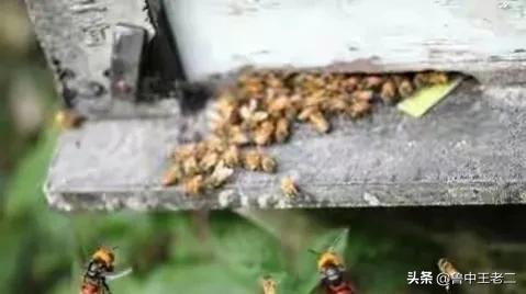 虎头蜂在哪里泛滥成灾,大窝虎头蜂