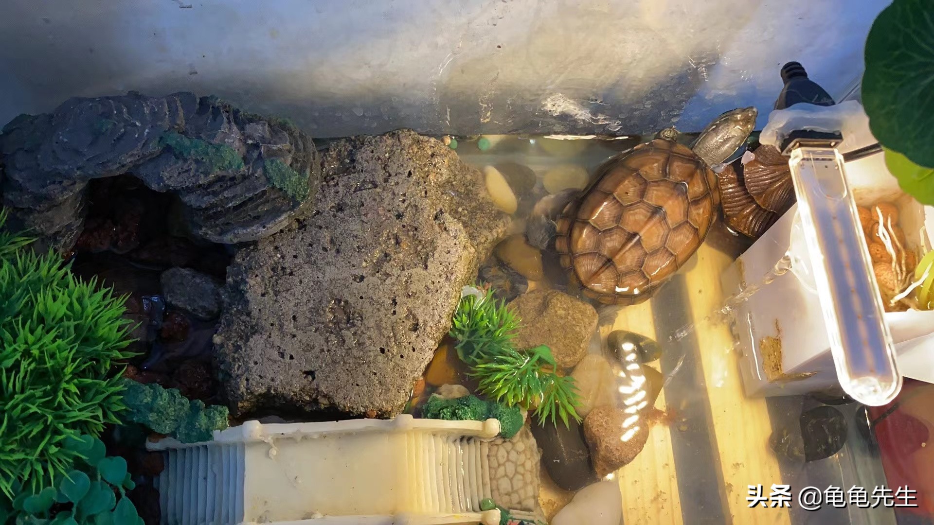 乌龟皮肤疾病治疗,乌龟常见的疾病和治疗方法