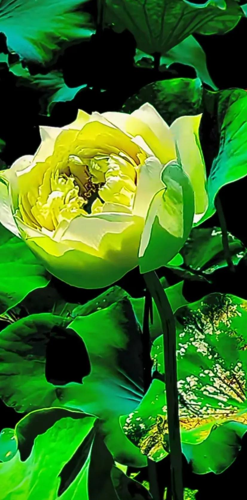 夏日美丽的荷花图片,荷花图片配上字映日荷花别样红