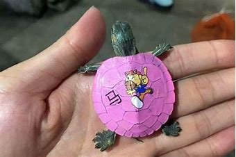 给养龟新手的一点点小建议,选择宠物龟时常被忽略的三个重点