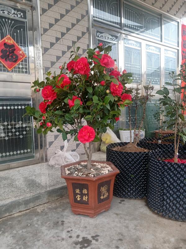 此花艳丽富贵,此花香气扑鼻比绿萝好养