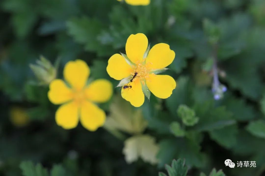 蚂蚁为什么晴天采蜜,蚂蚁在采蜜