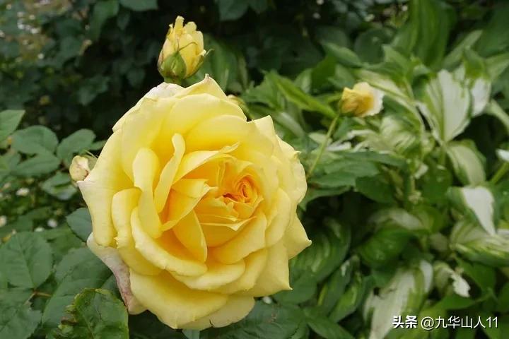 大花胖美人月季有几个品种,适合阳台养的大花月季品种