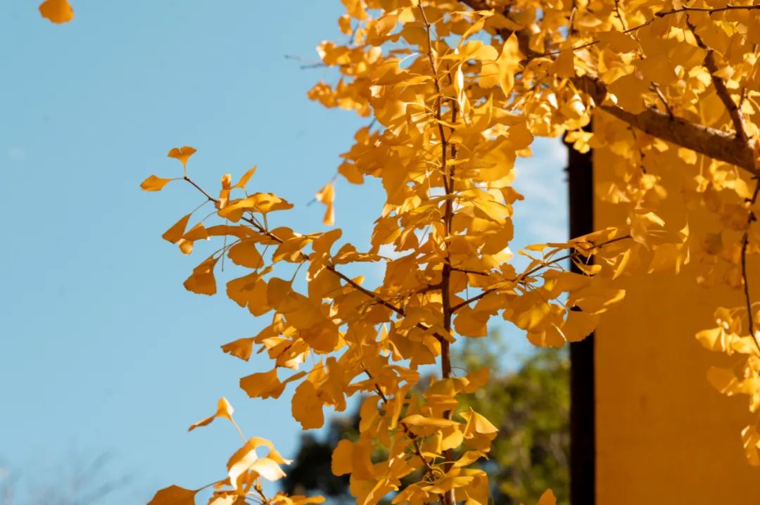 letsgo一周目攻略,letsgo图鉴攻略