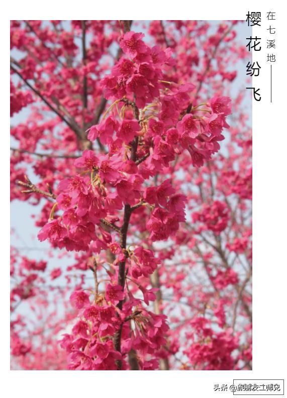 广州花都梯田油菜花,广州徒步赏油菜花路线