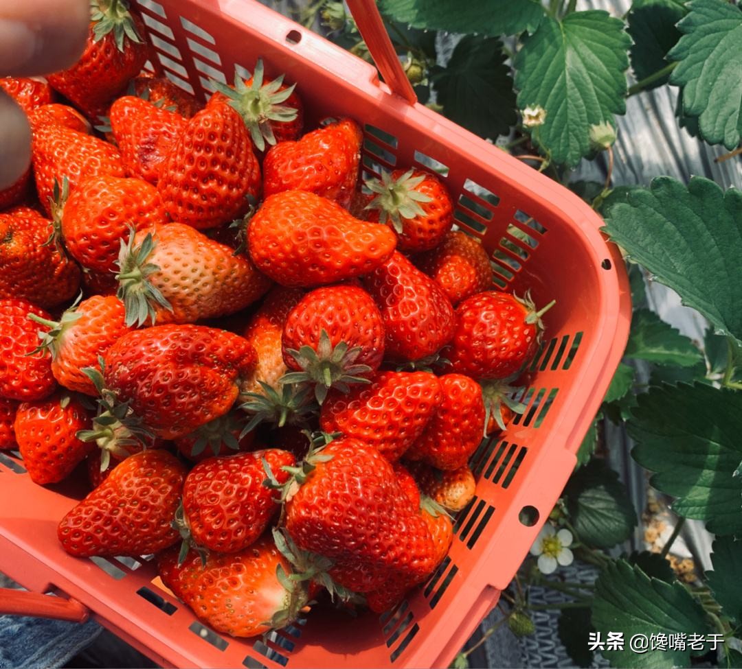 全国最好的草莓品种,全国草莓好吃排行榜