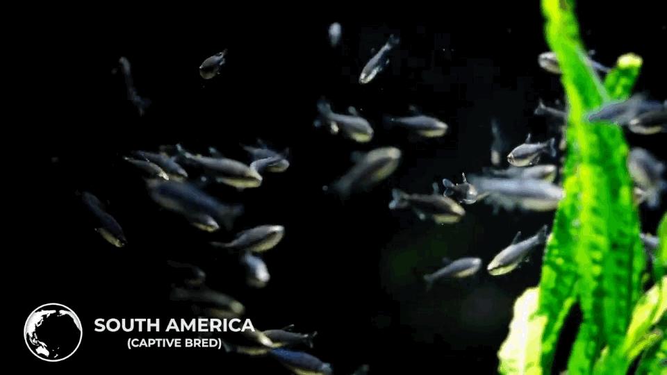 热带观赏鱼长视频,各种热带观赏鱼介绍