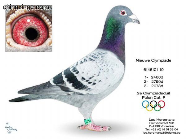 善良比利时莫里斯,比利时速度狂魔