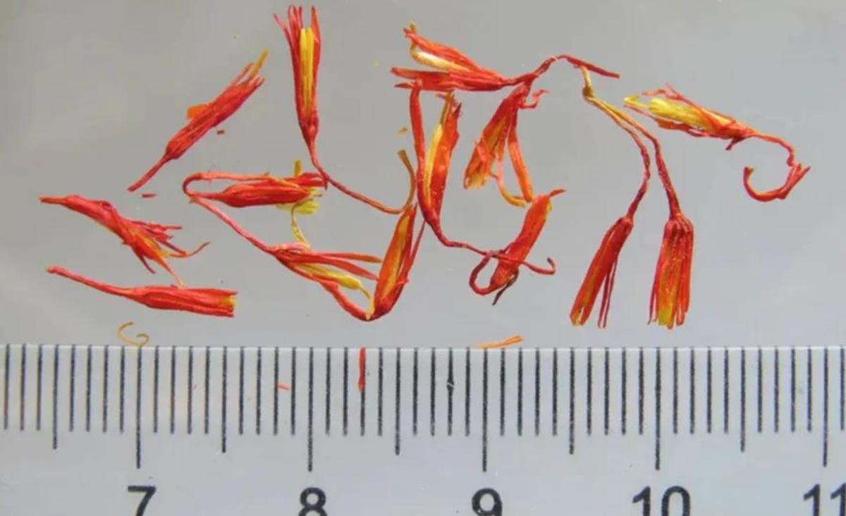 国外藏红花多少钱一只,藏红花过去便宜现在为什么贵