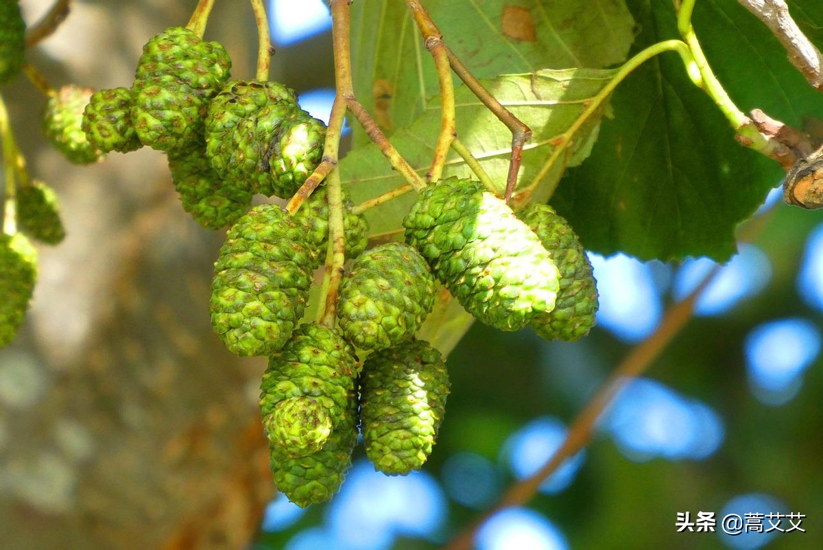 哈利波特全魔杖,哈利波特十大最强魔杖图片