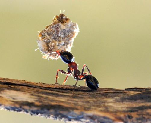 恐龙和蚂蚁到底哪个体积大,蚂蚁为什么比恐龙活得更久