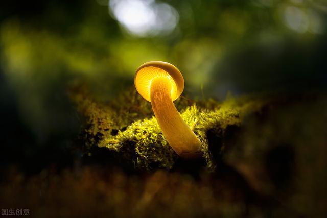 谷爱凌喜欢什么男孩子,谷爱凌有没有喜欢的人