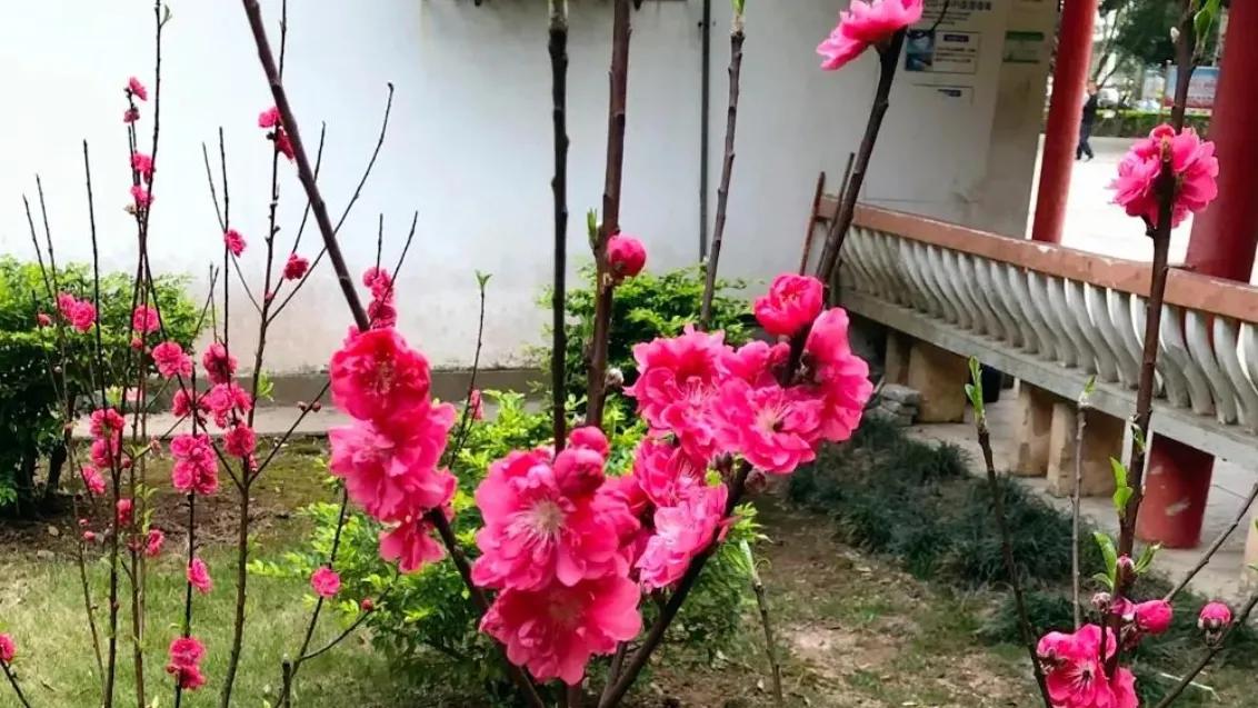 赏花旅游种什么花,春季去公园踏青上百种花让人眼花