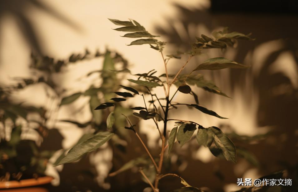 法医给死者验尸发现尸体竟是自己,法医检查尸体被亲弟弟害死