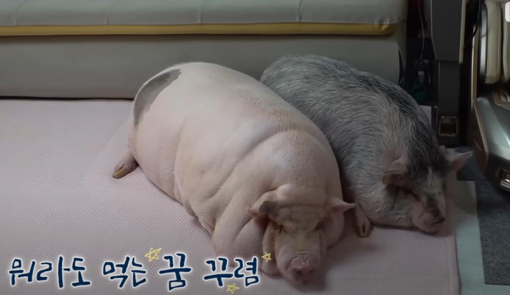 韩国女孩养迷你猪秒变大胖猪,如今带它们刻苦运动节食减肥