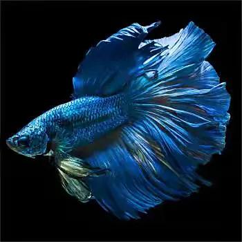 斗鱼如何养出最佳状态,专业斗鱼饲养教程