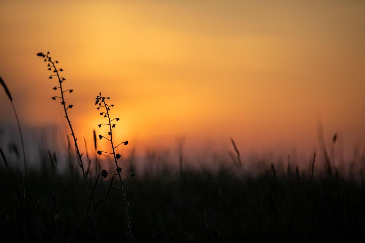 8首非常经典的田园诗词,饱含东方人生哲学,读完宁静快乐