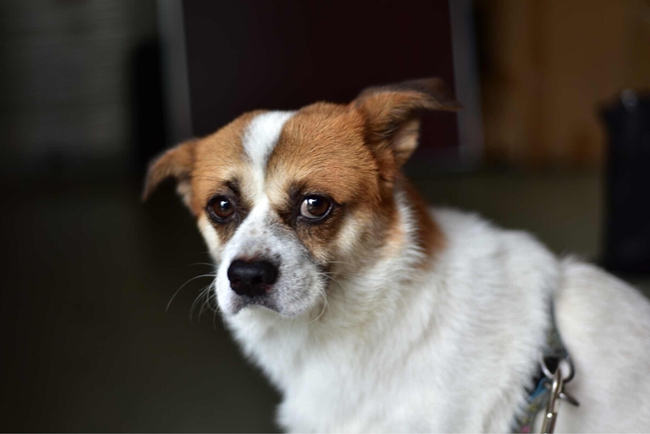 吉娃娃嘴越来越歪,吉娃娃很臭是怎么回事