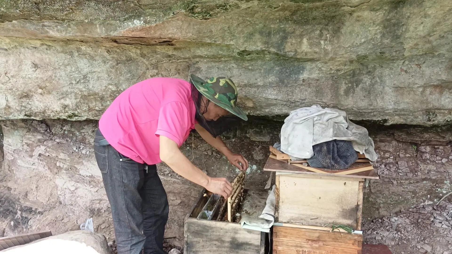 蜜蜂增群最快的方法,如何让蜜蜂弱群快速造脾