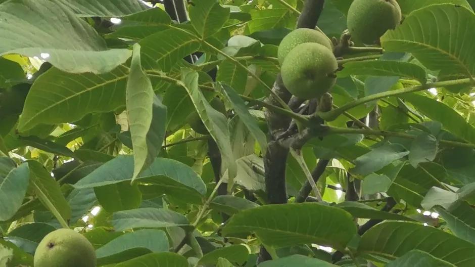 吃个鲜核桃真不容易,吃鲜核桃的季节到了