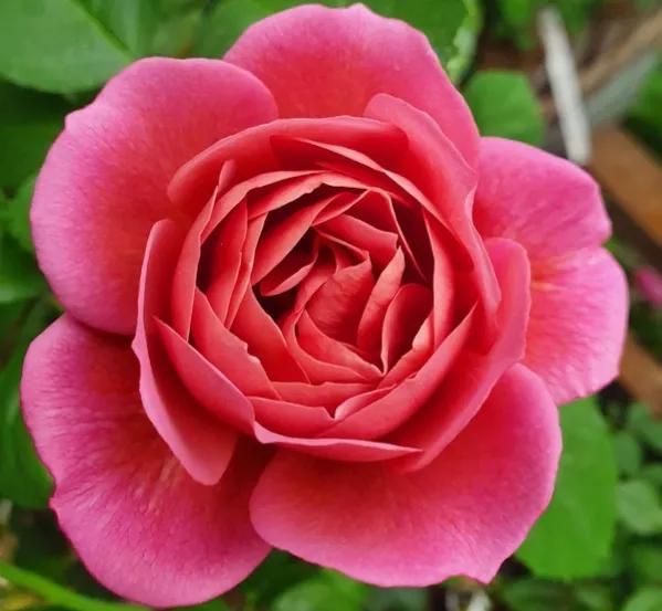 日本月季耐阴品种,日本葵月季适合两广吗