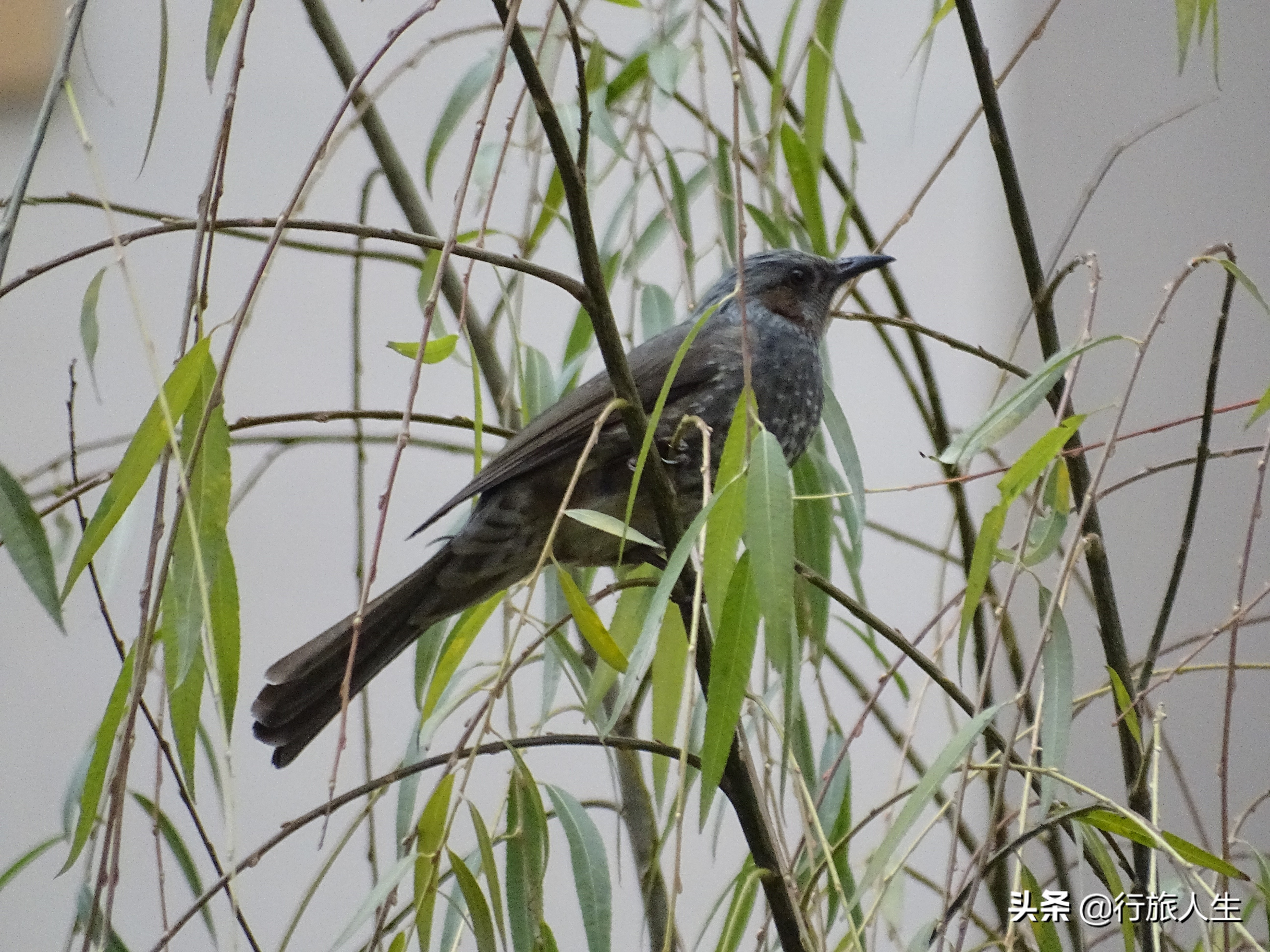 冬日的鸟儿文案,冬日鸟儿在树上图片