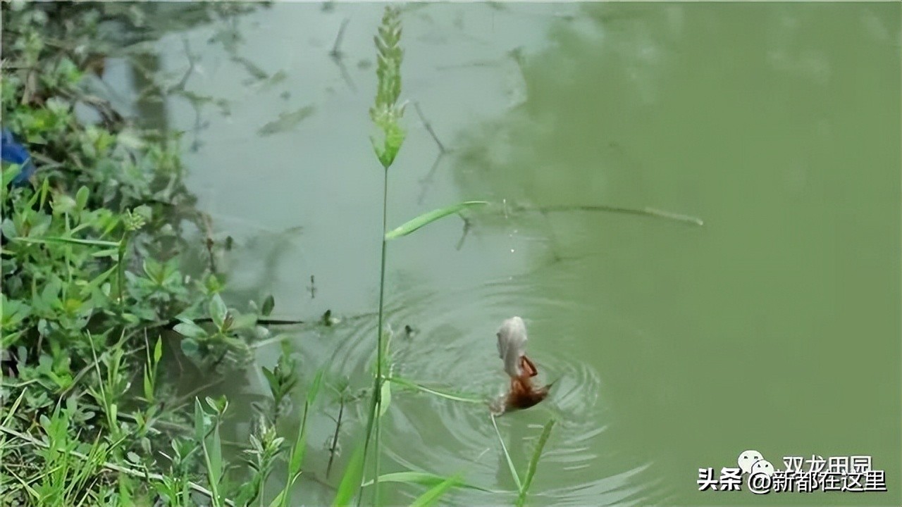 端午节来成都,成都端午节有什么讲究