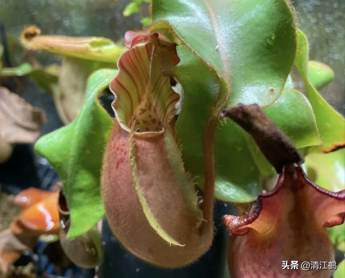 有什么推荐的食虫植物,又好看又便宜的食虫植物