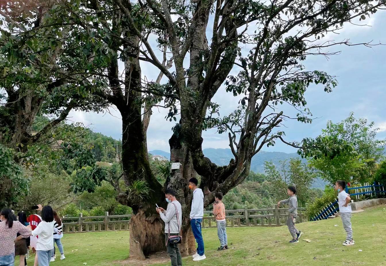 凤庆滇红自然条件,凤庆滇红茶叶之乡简介