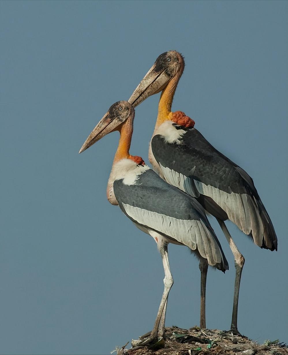 消失40多年的超丑大鸟现身大理，传说能克死皇帝？如今超受欢迎！