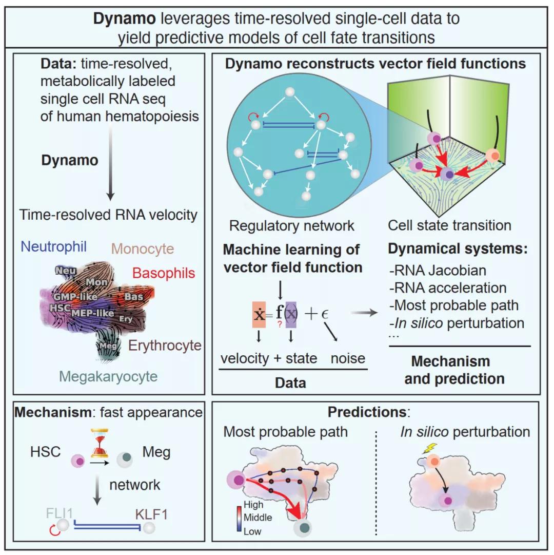 华人博士回国研究癌症,华人科学家nature论文