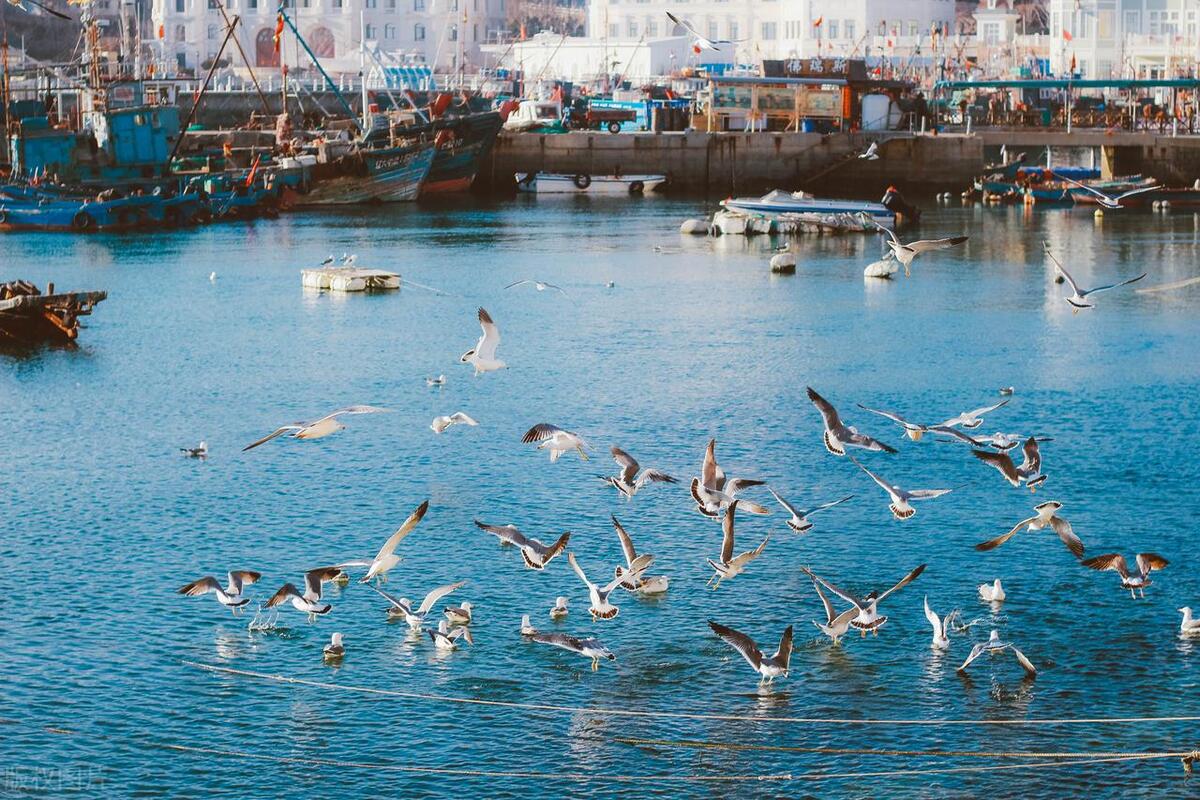 大连最值得去的八大风景图片,大连能看海的地方都有哪些